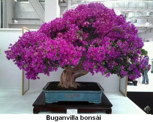 Buganvilla bonsai.jpg
